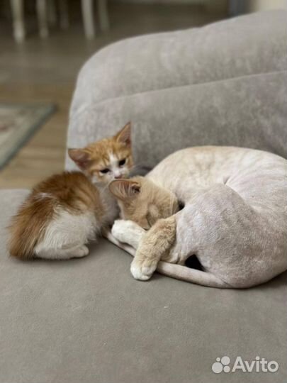 Кошечка в добрые руки