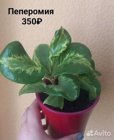 Пеперомия клузиелистная