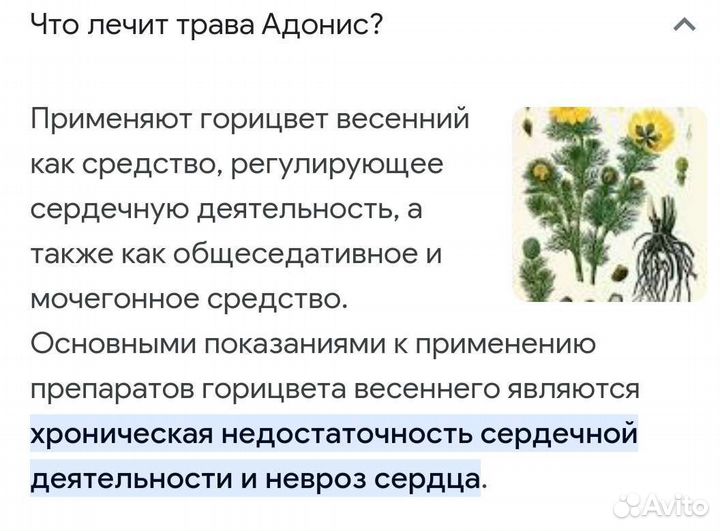 Адонис или горицвет