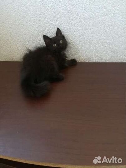 Кошка стерилизованная