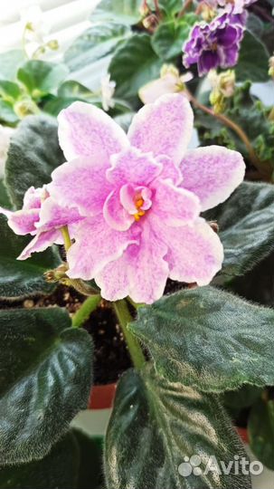 Сортовые цветущие фиалки