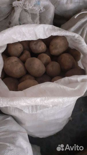 Семенной картофель