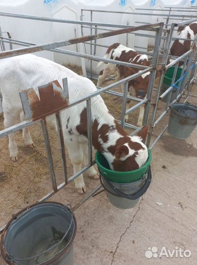 Отборные телята, бычки