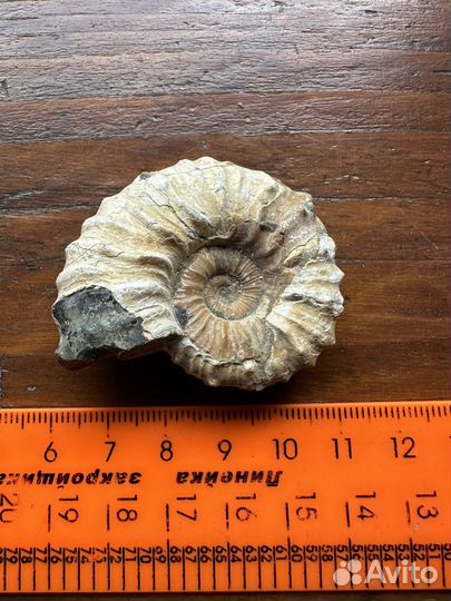 Аммонит в коллекцию