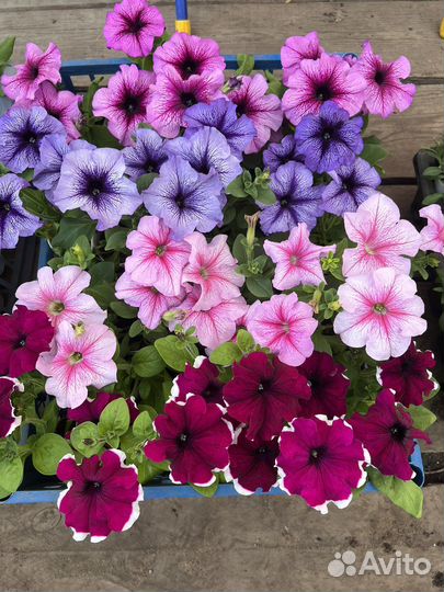 Рассада однолетних цветов и овощей