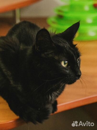 Ласковая кошка