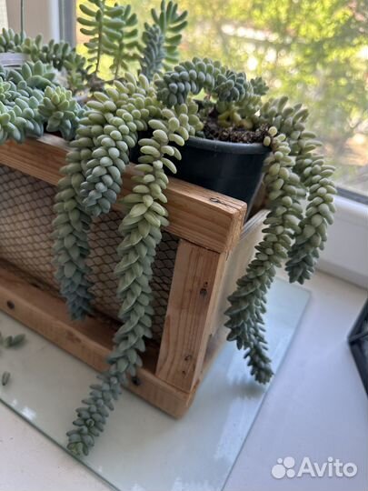 Суккуленты