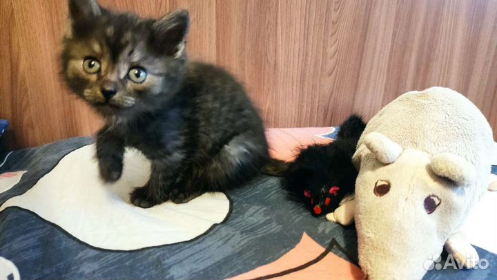 Котенок мальчик