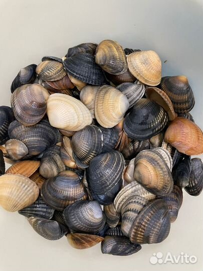 Ракушки для аквариума
