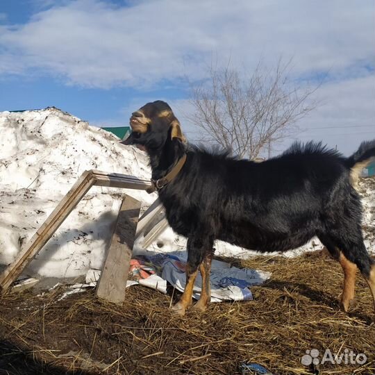 Англо нубийский козел