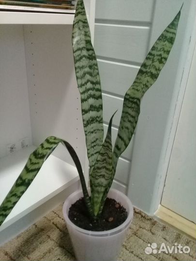 Комнатные растения