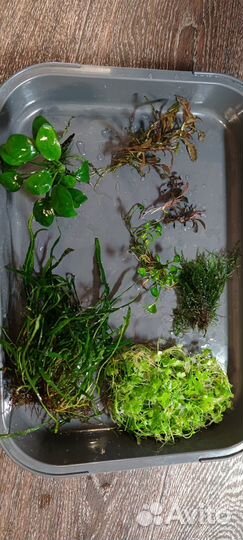 Аквариумные растения