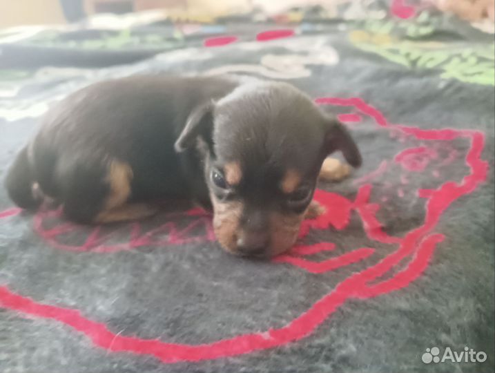 Щенки русский той-терьер