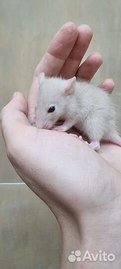 Крысята крысы крысята дамбо