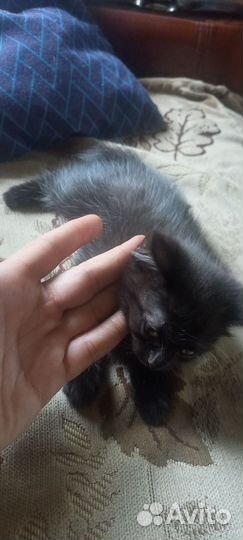 Отдаю котят в хорошие руки. 2 девочки )