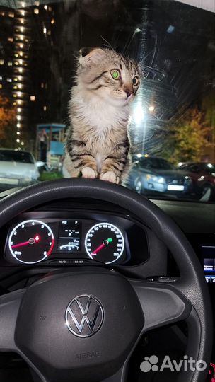 Кот вислоухий