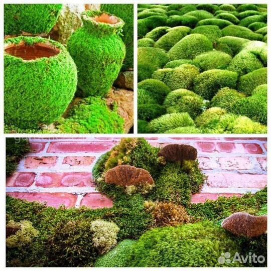 Мох ягель живой