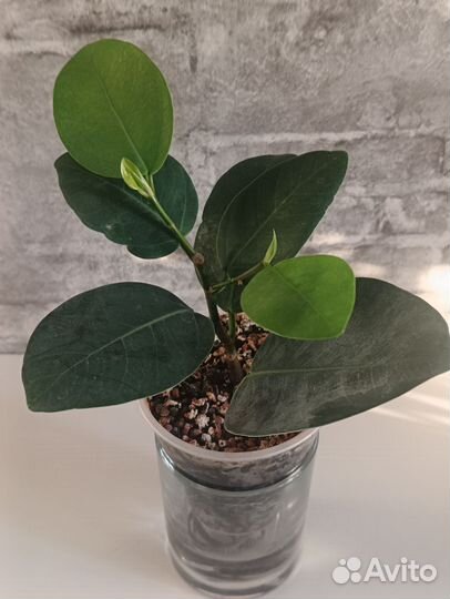 Фикус сильвер плат
