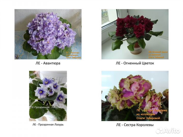 Фиалки. Продаются детки сортовых фиалок. Май