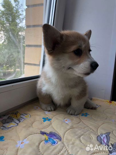 Вельш-корги пемброк