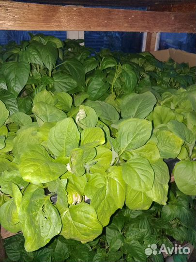 Рассада помидор, баклажаны, перец