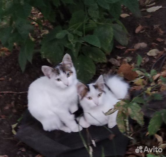 Котик и кошка ищут дом