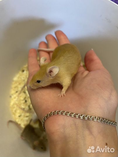 Декоративные мыши