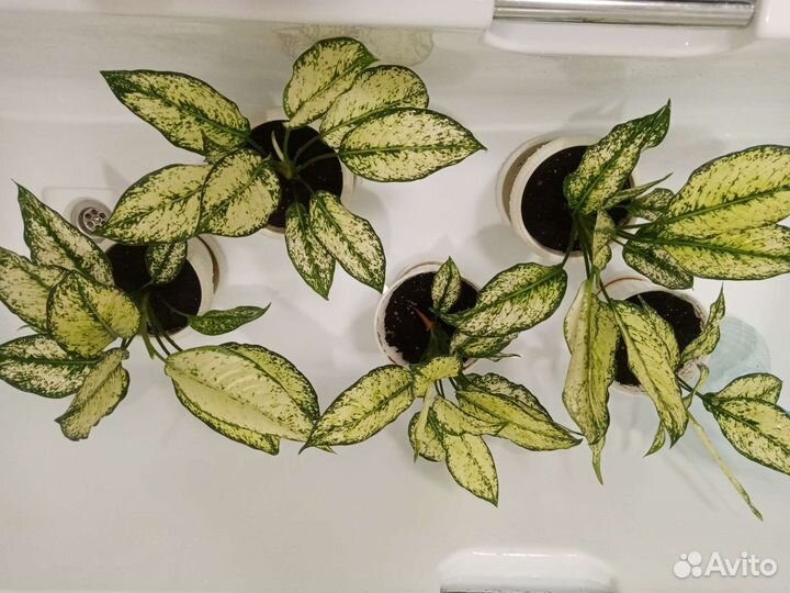 Аглаонема ферст даймонд