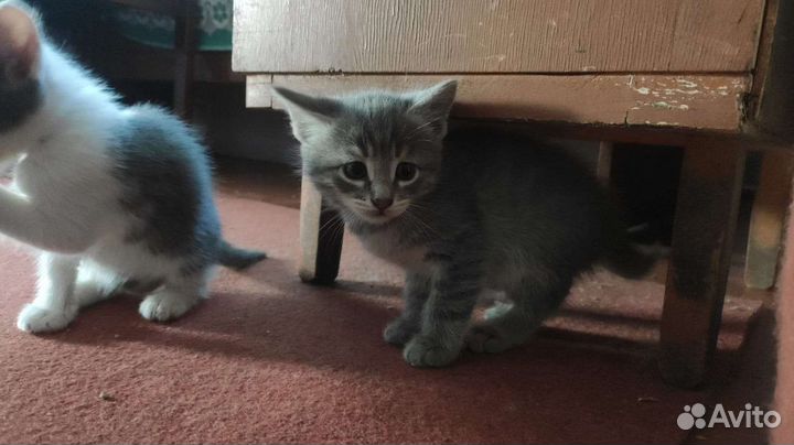 Милый котёнок в добрые руки