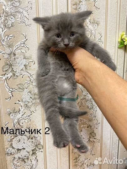 Британские котята