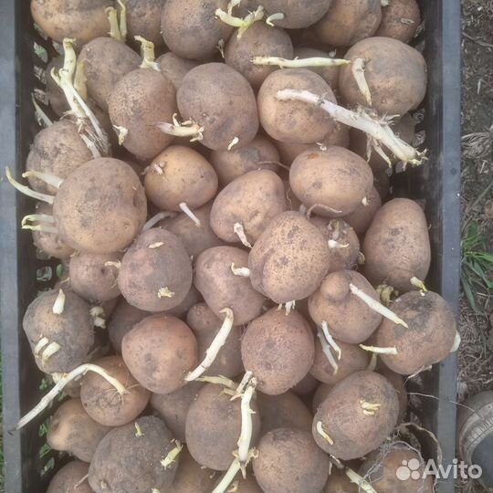 Семенной картофель