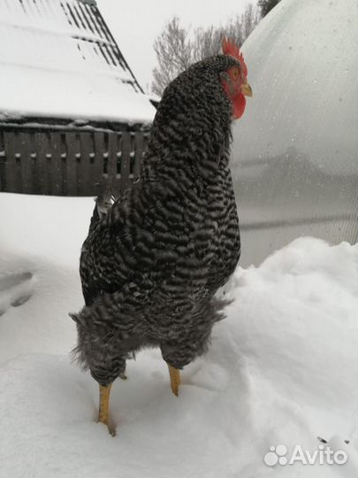 Молодые петухи