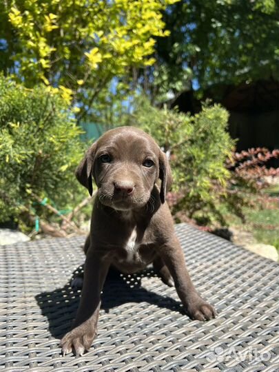 Щенки курцхаара