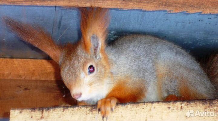 Белки вольерного разведения для заселения парков