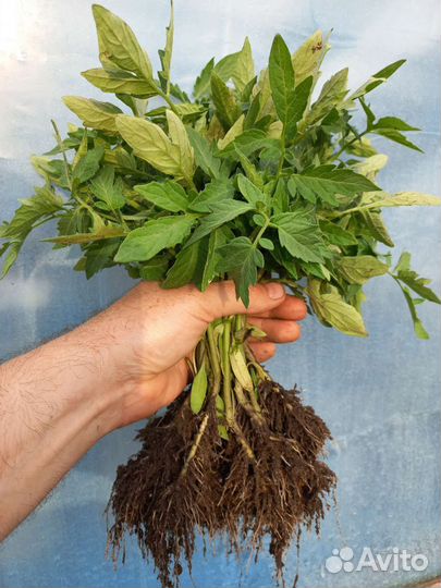 Рассада томата, перца, баклажана