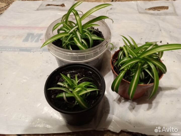 Цветы в ассортименте