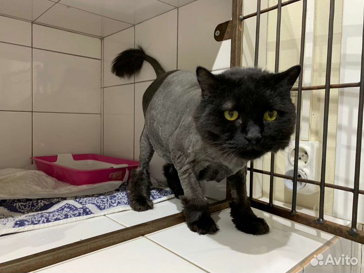 Кот 6 лет кастрирован пушистый