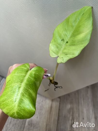 Бегония Ginny galaxy,филодендроны,хойя