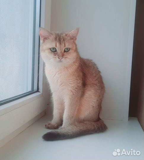 Кошки