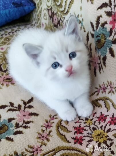 Милые котята