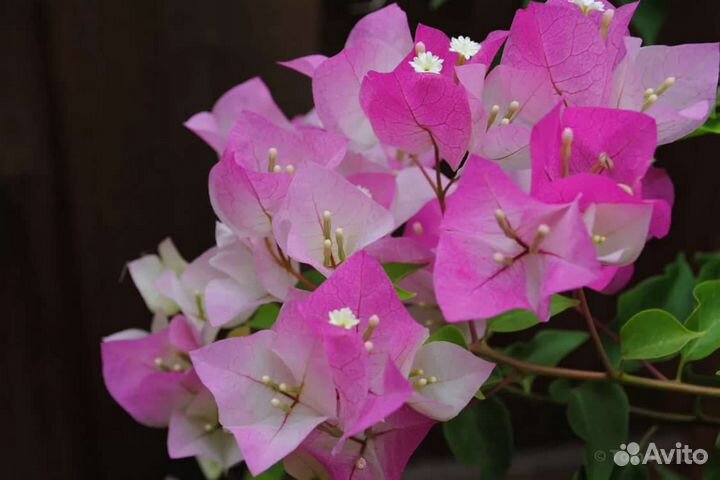 Бугенвиллия