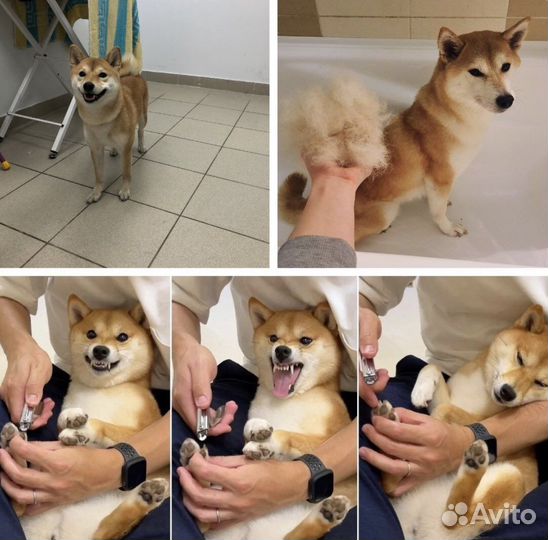 Грумер, стрижка кошек, собак всех пород