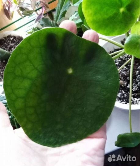 Комнатные цветы