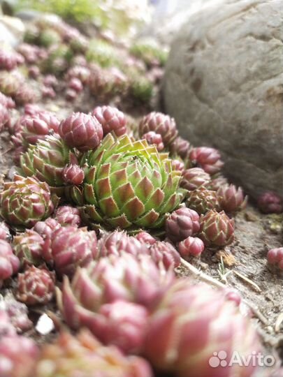 Декоративные цветы