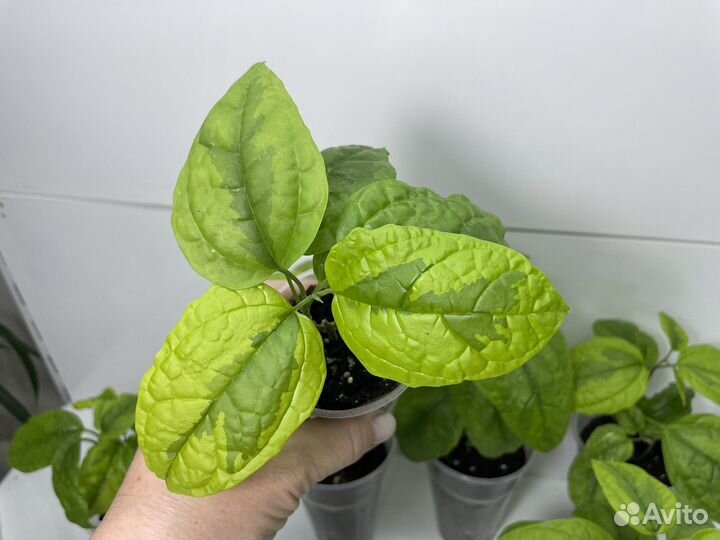 Клеродендрум томпсон