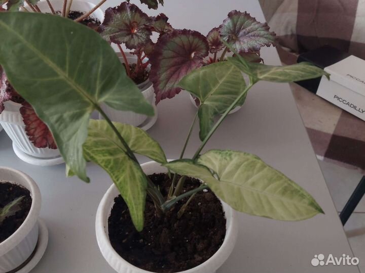 Комнатные красивые эффектные горшечные растения