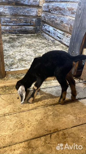 Козлята англо-нубийцы чистые