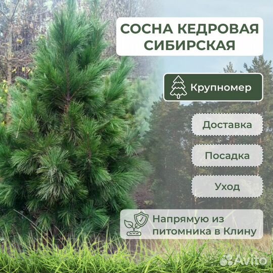 Крупномеры туя можжевельник кедр сосна ель