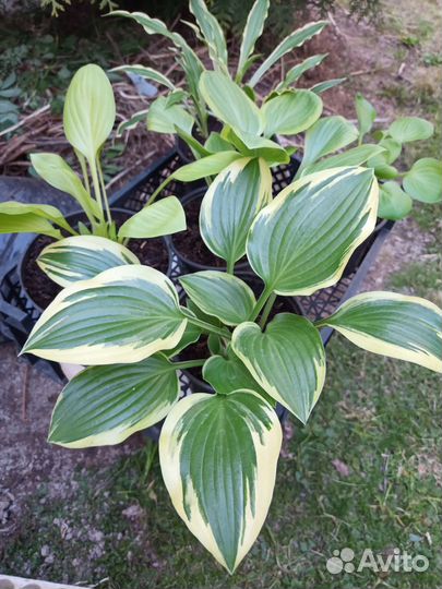 Комплект редких мини хост, Гейхеры и многолетники