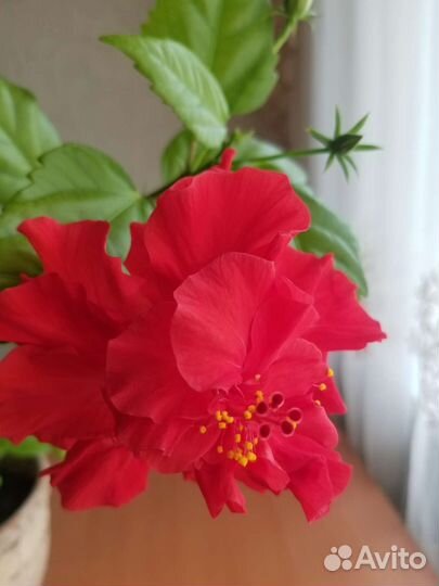 Китайская роза